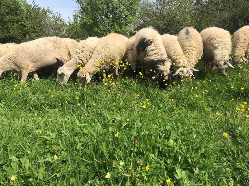 Adatepe adak kurban satış yeri