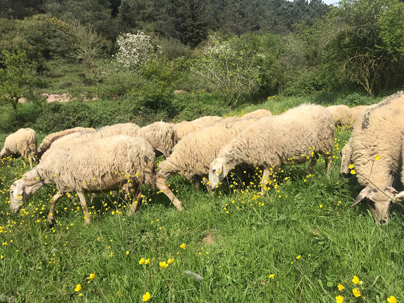Altıntepe adak kurban satış yeri