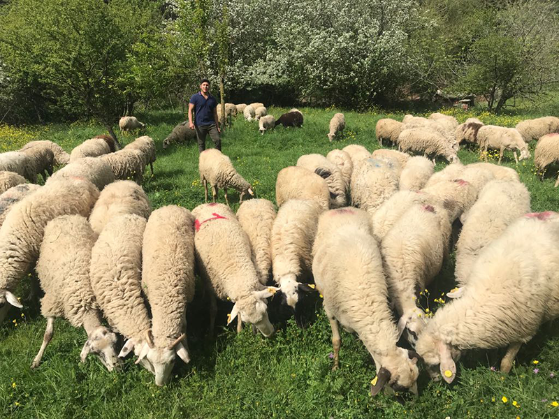 Aydınevler adak kurban satış yeri