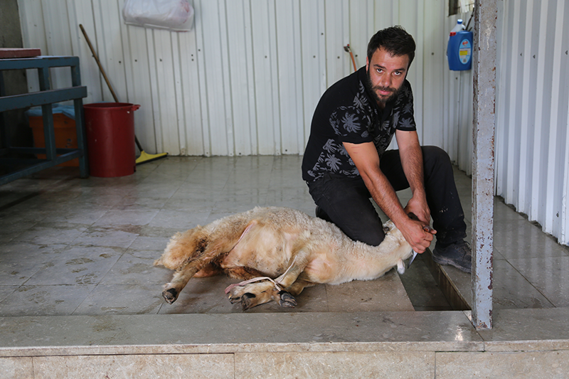 Başıbüyük adak kurban satış yeri