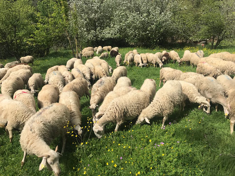 Caddebostan adak kurban satış yeri