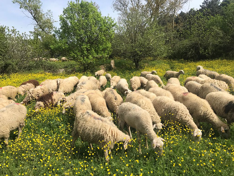 Erenköy adak kurban satış yeri