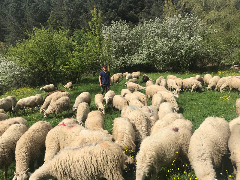 Esentepe adak kurban satış yeri