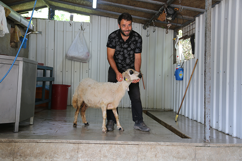 Fındıklı adak kurban satış yeri