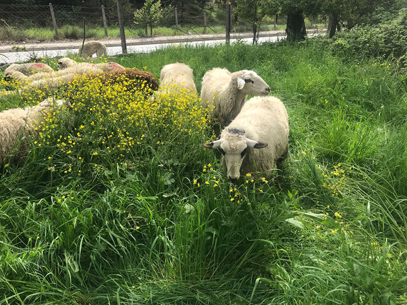 Fikirtepe adak kurban satış yeri