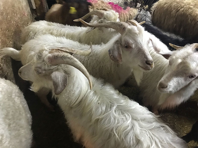 İdealtepe adak kurban satış yeri