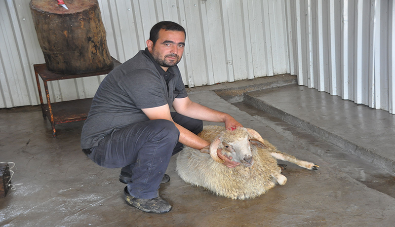 Kaynarca adak kurban satış yeri