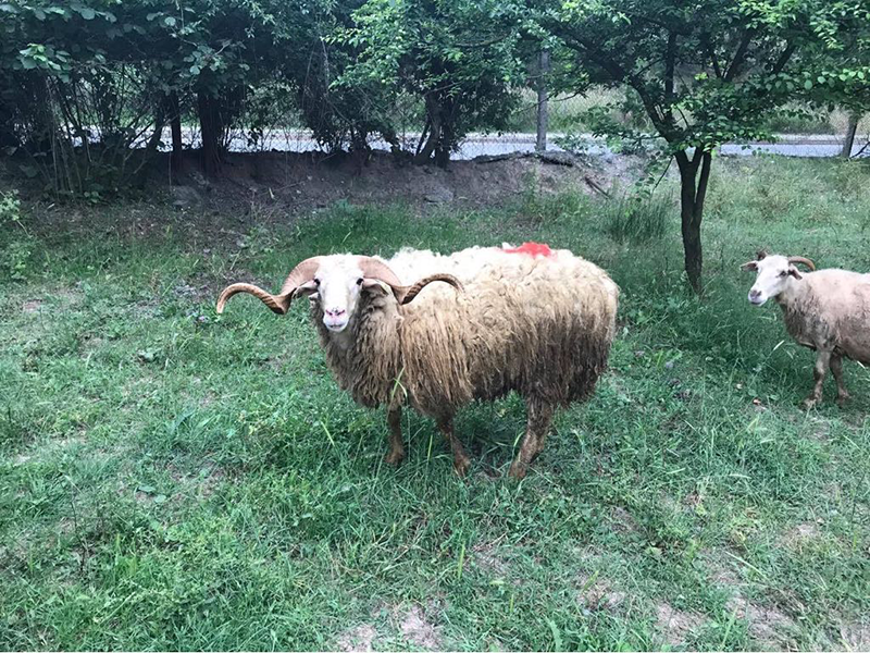 Koşuyolu adak kurban satış yeri