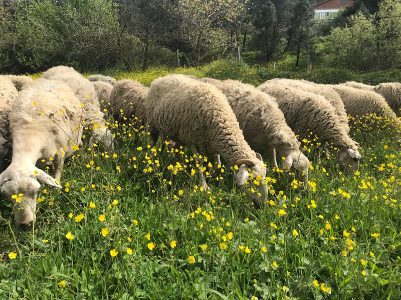 Suadiye adak kurban satış yeri
